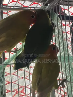 ৩ পিস সেলফ ফিড লাভ বার্ড