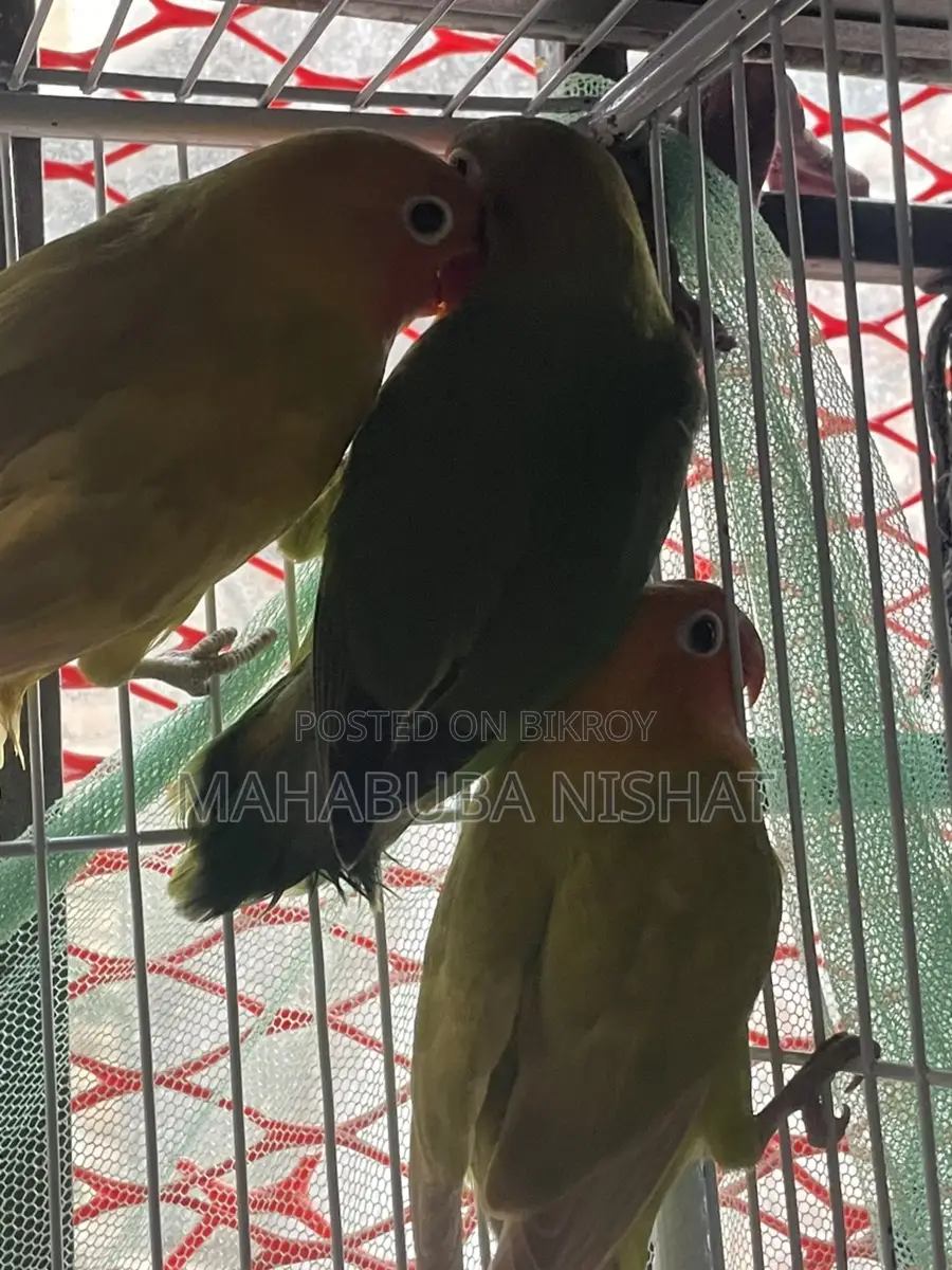 ৩ পিস সেলফ ফিড লাভ বার্ড