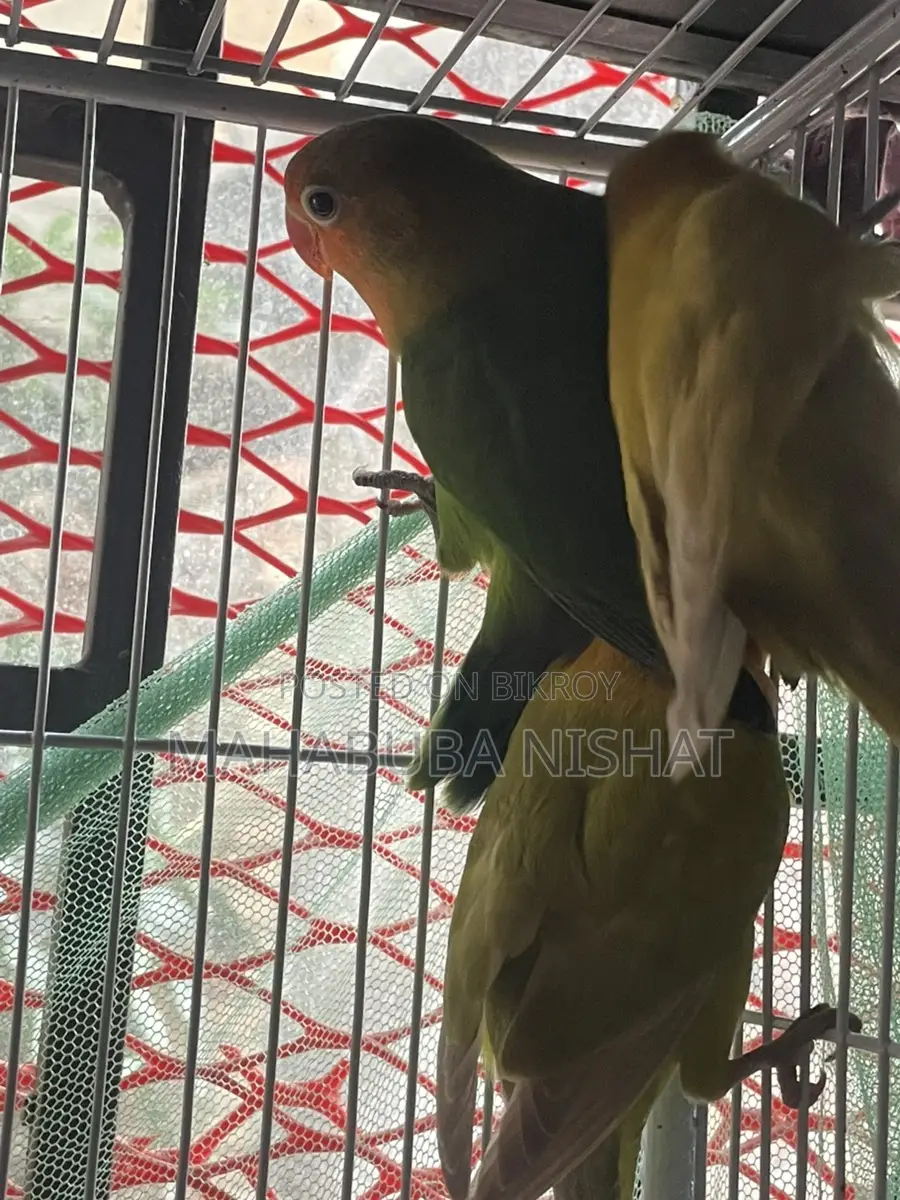 ৩ পিস সেলফ ফিড লাভ বার্ড