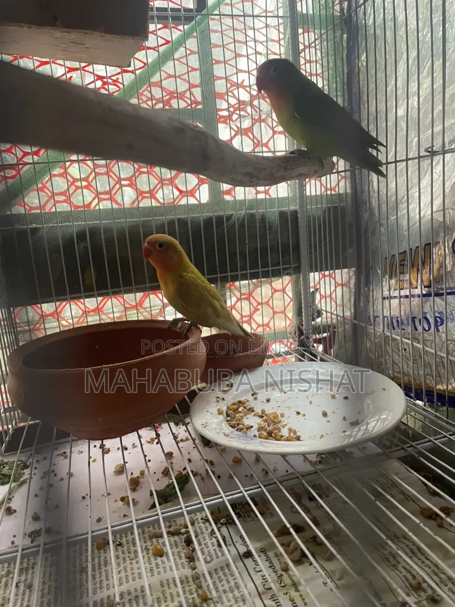 ৩ পিস সেলফ ফিড লাভ বার্ড
