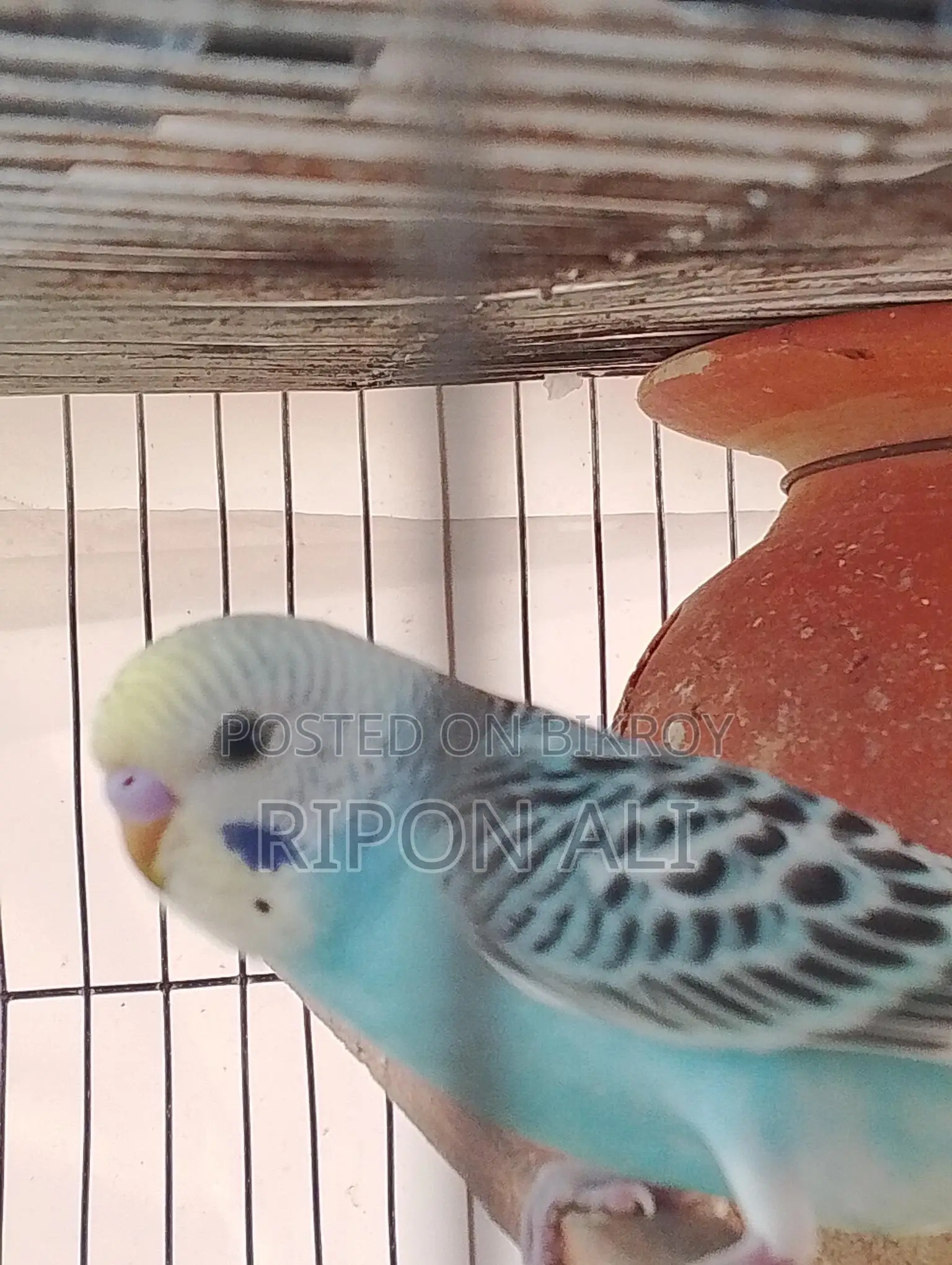 2 Budgie for sell