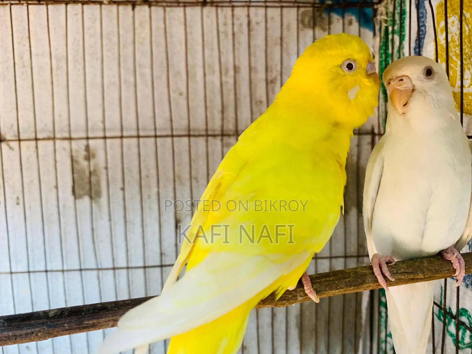 মাস্টার পেয়ার বাজরিগার