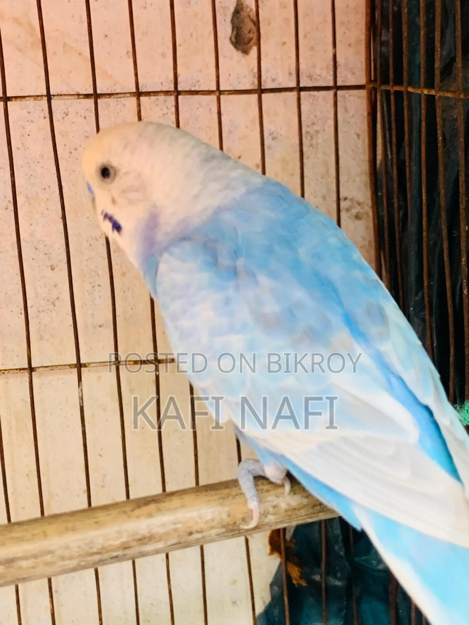 মাস্টার পেয়ার বাজরিগার