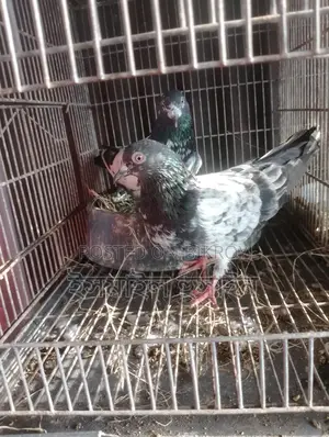 কামাগা কবুতর