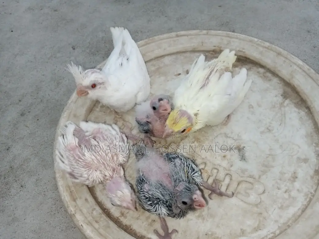 Cockatiel Tame Babies for Sale