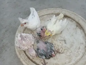 Cockatiel Tame Babies for Sale