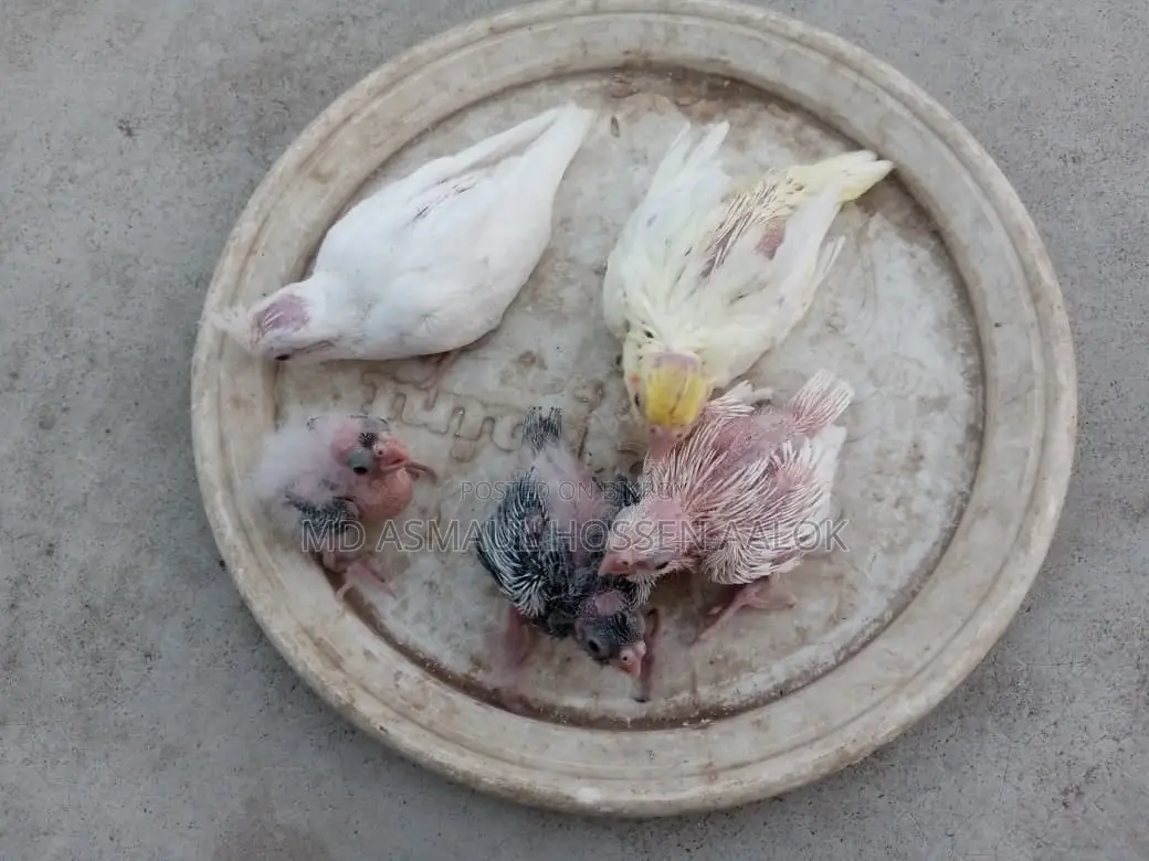 Cockatiel Tame Babies for Sale
