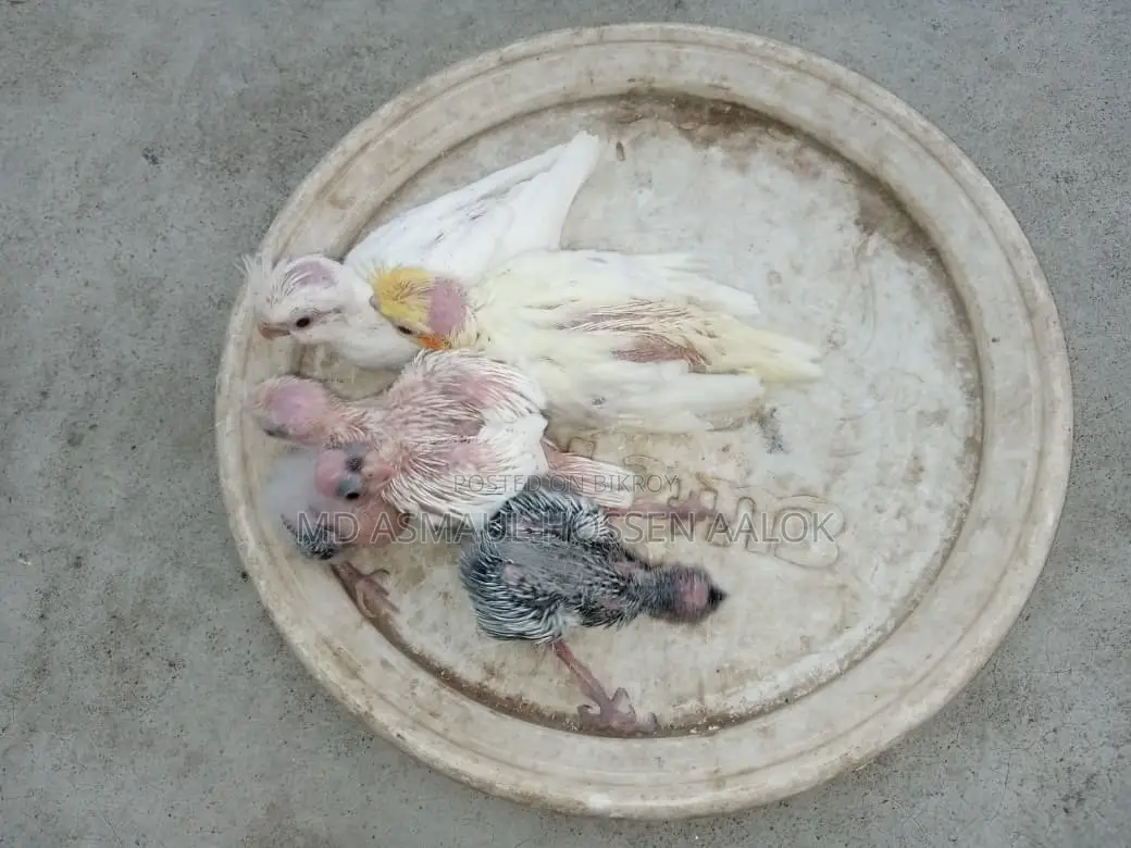 Cockatiel Tame Babies for Sale