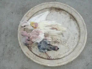 Cockatiel Tame Babies for Sale