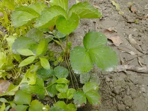Strawberry plant with flowers and fruits