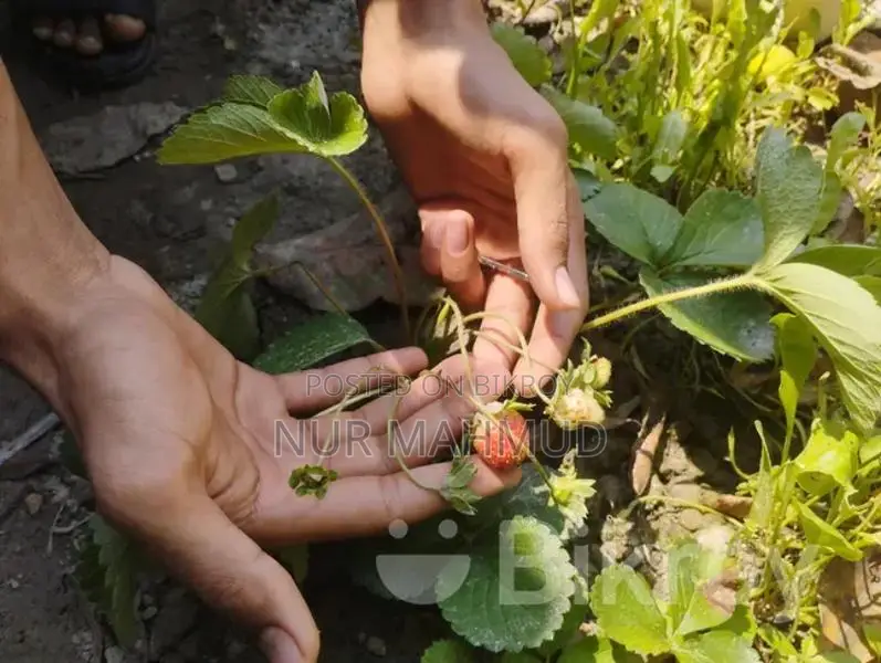Strawberry plant with flowers and fruits