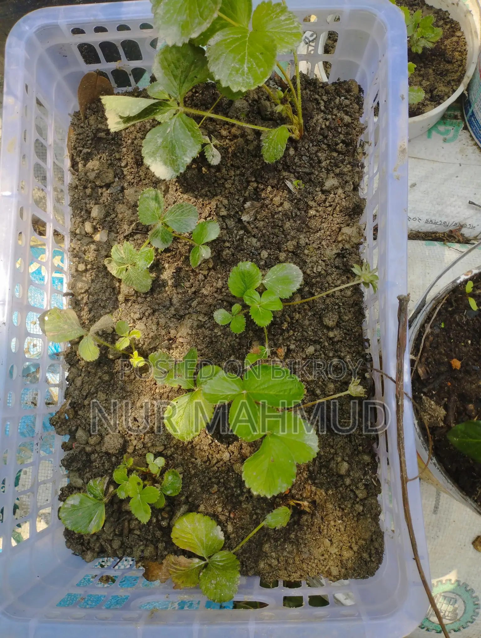 Strawberry plant with flowers and fruits