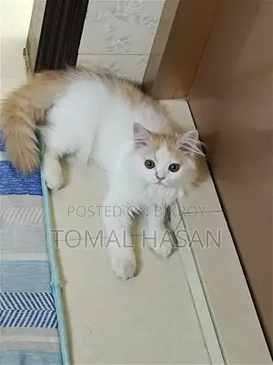 Persian Cat Male Baby