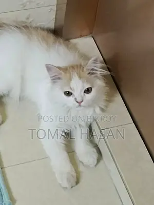 Persian Cat Male Baby