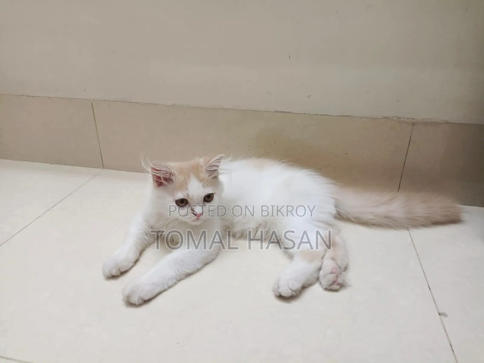 Persian Cat Male Baby