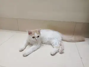 Persian Cat Male Baby