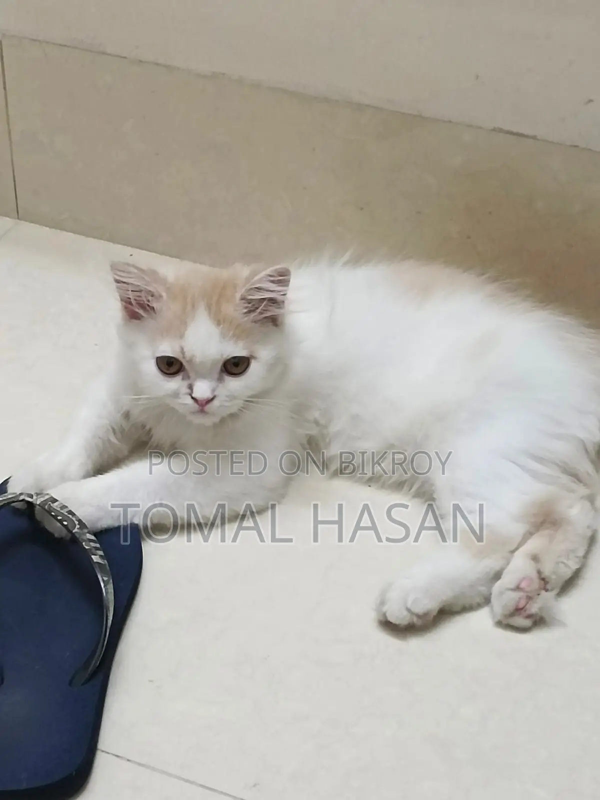 Persian Cat Male Baby