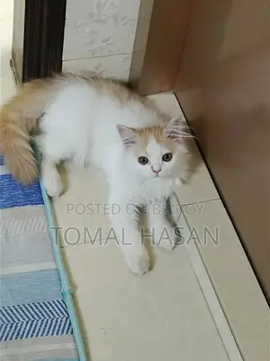 Persian Cat Male Baby