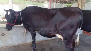 High-Quality Dairy Cow (No. 1158)