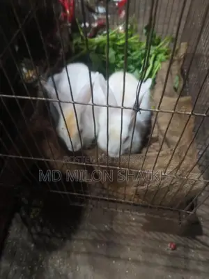 A Pair of Rabbits