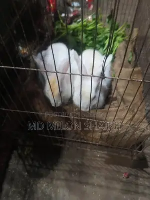 A Pair of Rabbits