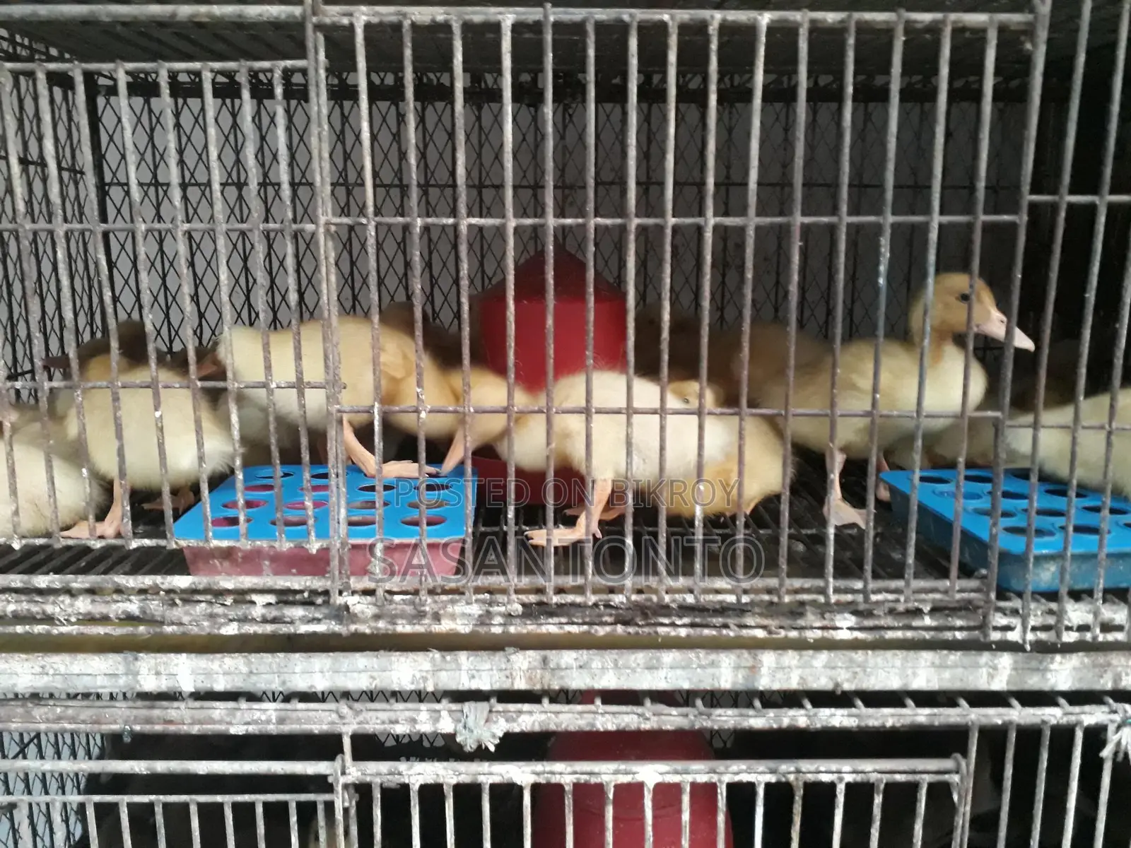 Ducks for Sale
