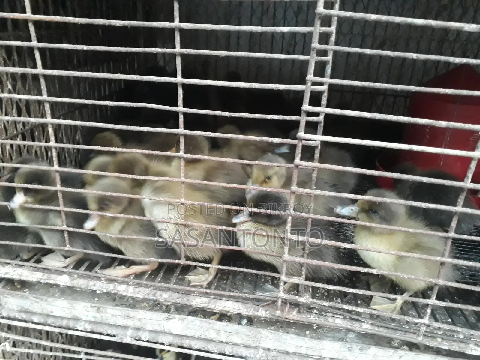 Ducks for Sale