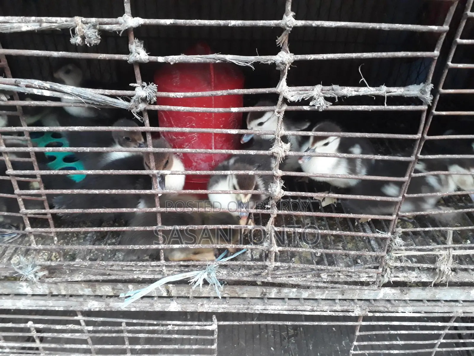 Ducks for Sale