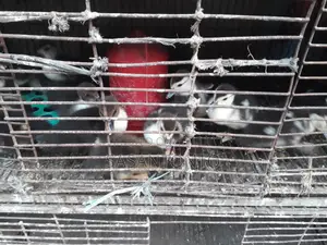 Ducks for Sale