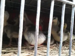 Ducks for Sale