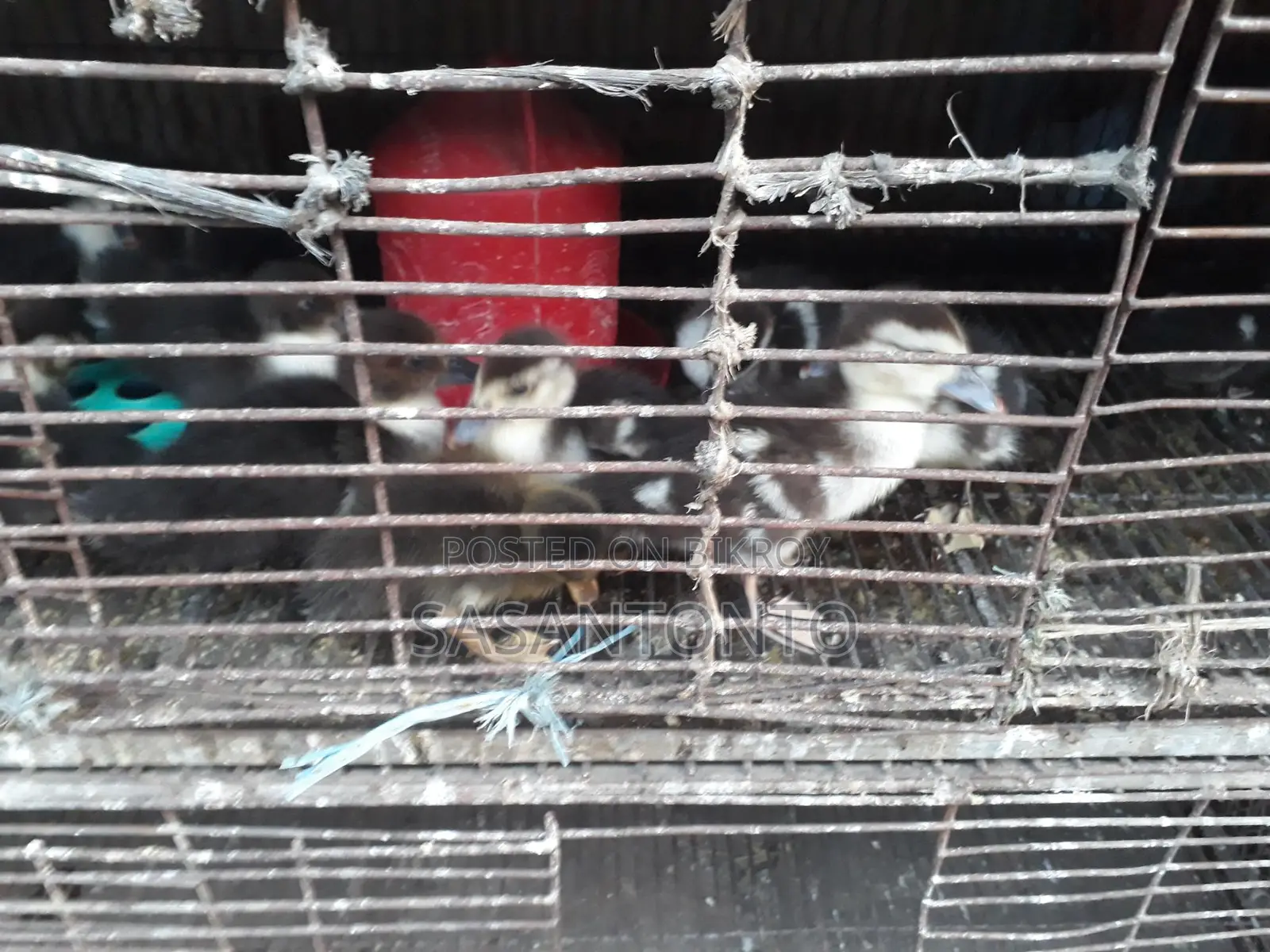 Ducks for Sale