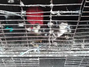 Ducks for Sale