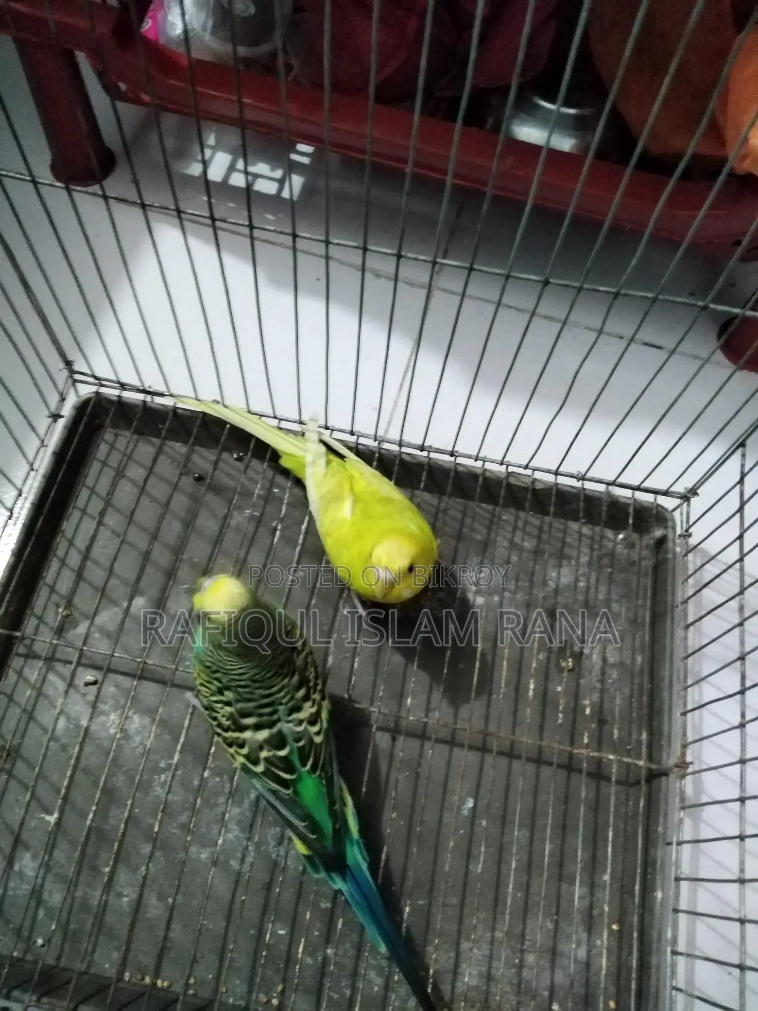 বাজিগর রানিং পাখি