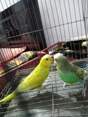 বাজিগর রানিং পাখি