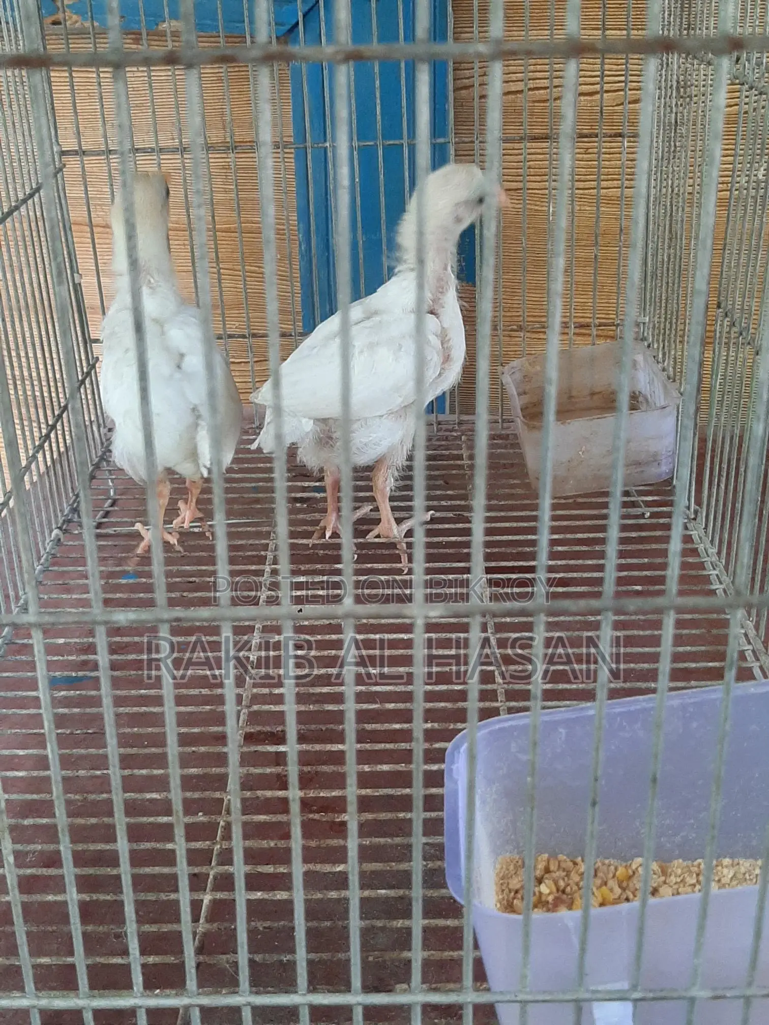 মুরগির বাচ্চা