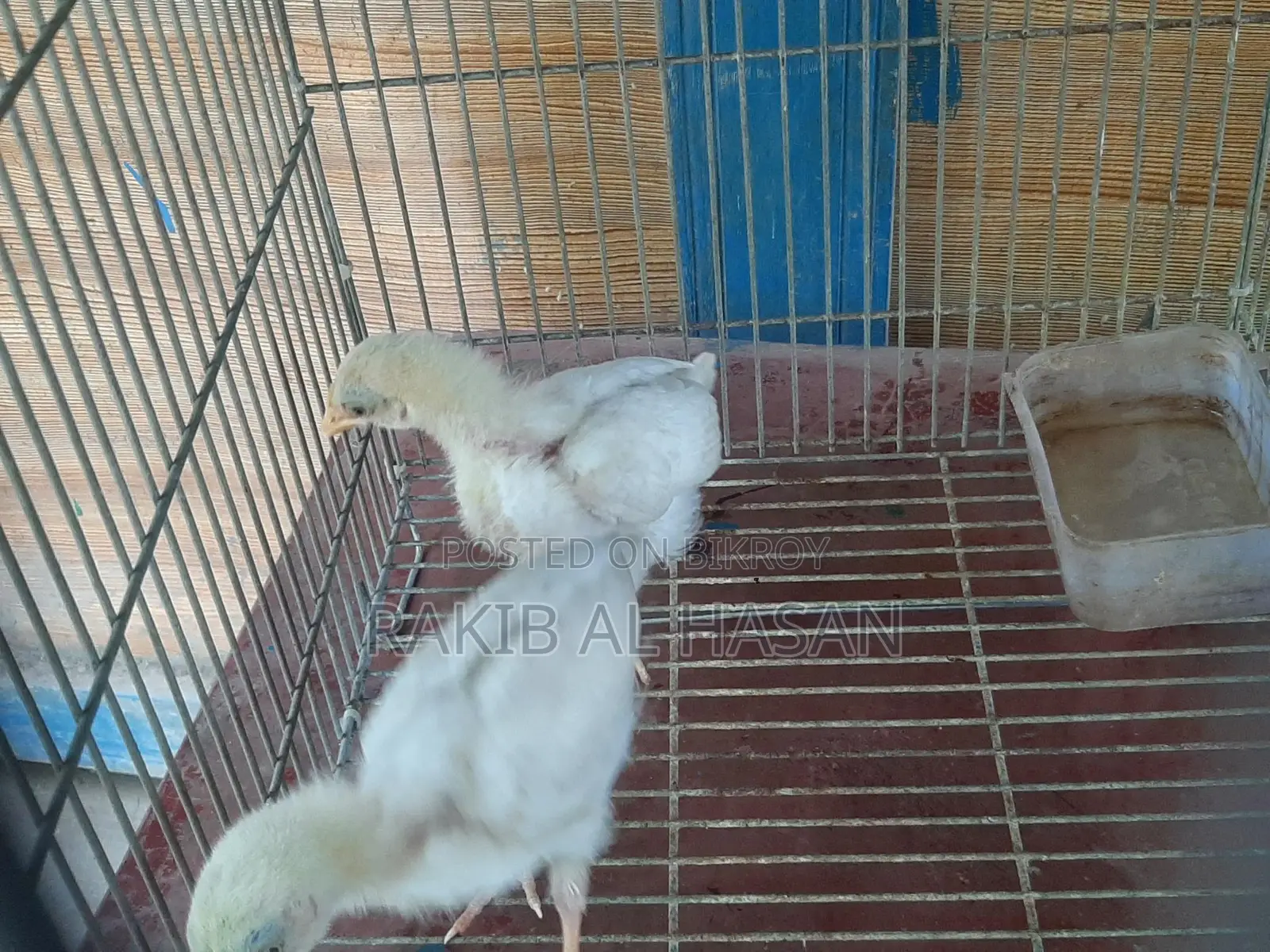 মুরগির বাচ্চা