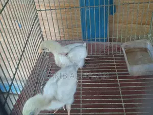 মুরগির বাচ্চা