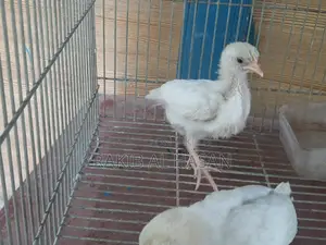 মুরগির বাচ্চা