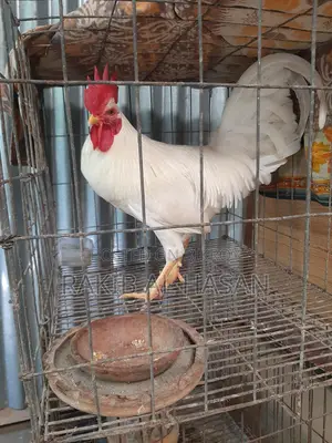 মুরগির বাচ্চা