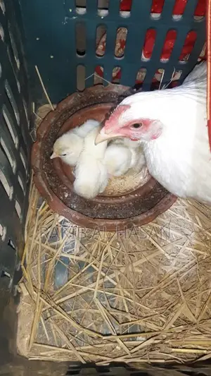 মুরগির বাচ্চা