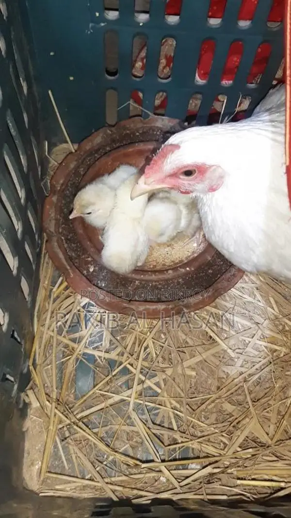 মুরগির বাচ্চা