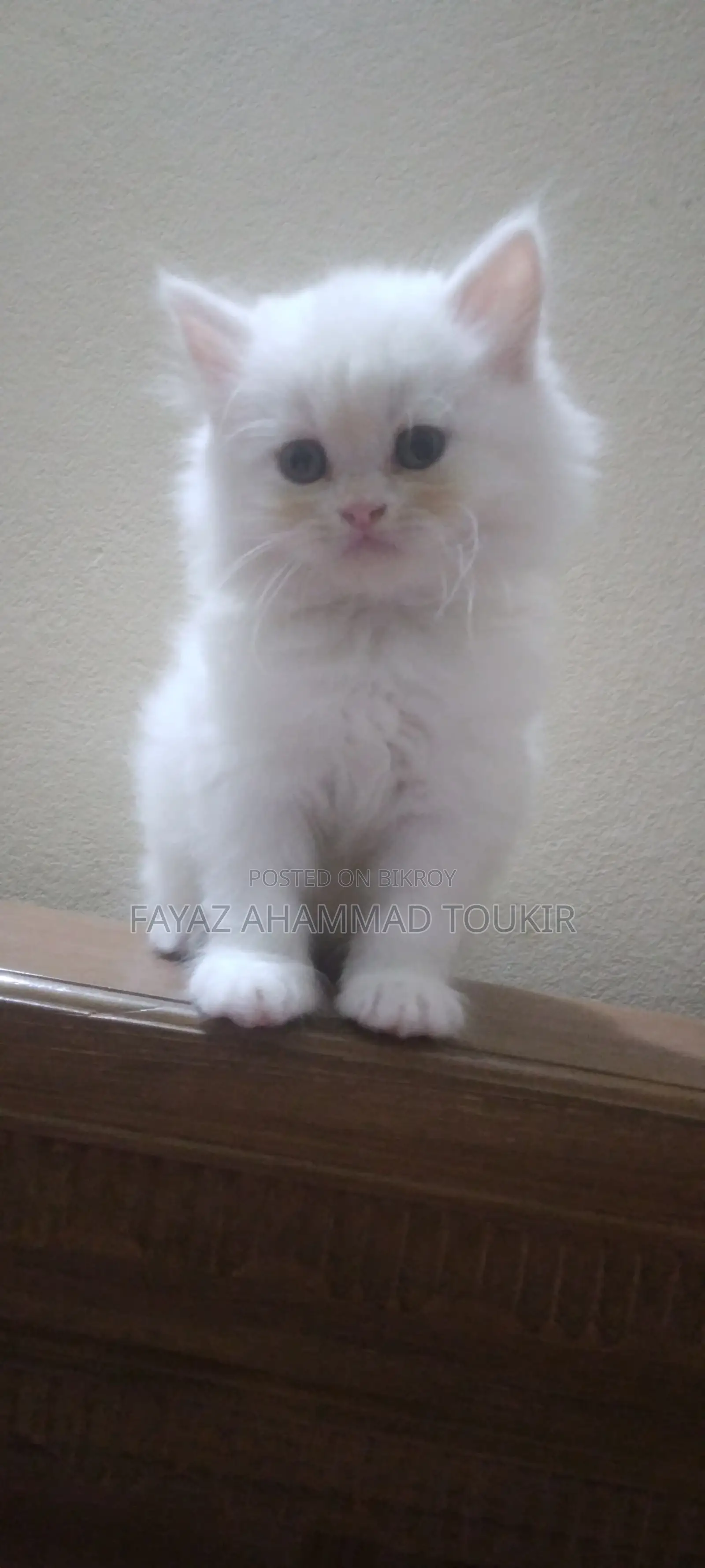 Persian Cat Female
