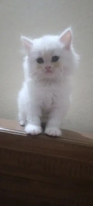 Persian Cat Female