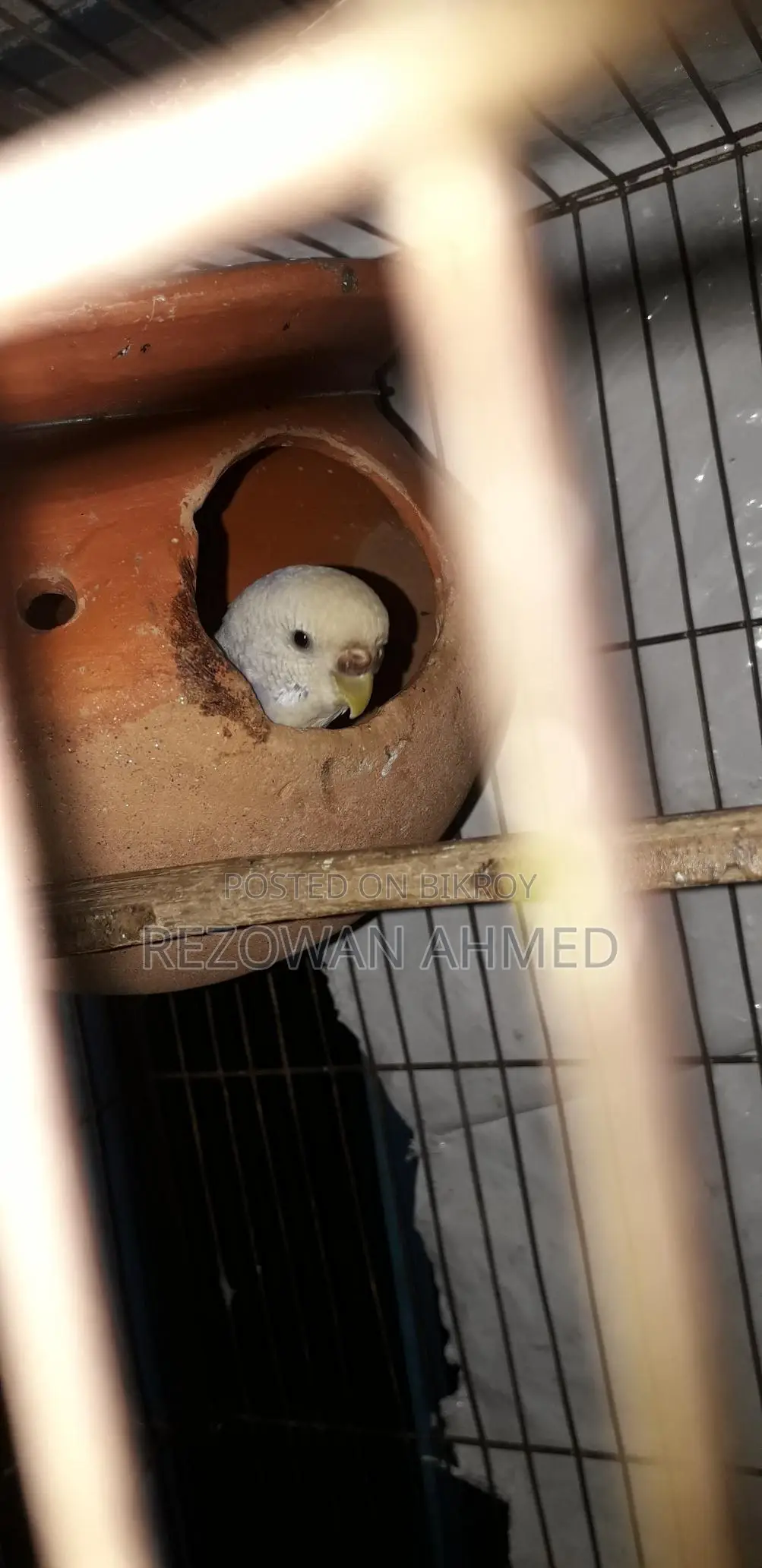 Fully Running Budgie