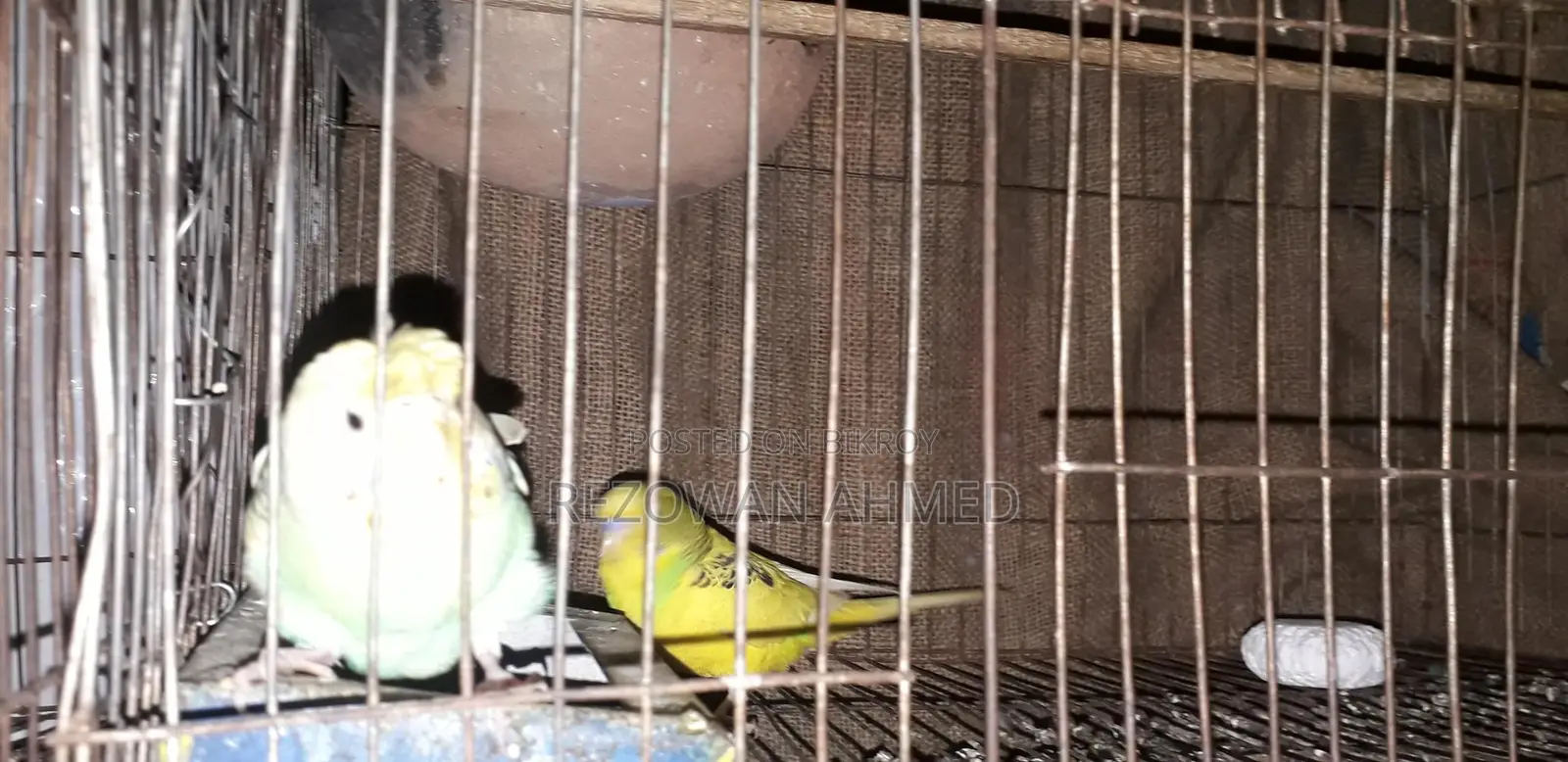 Fully Running Budgie