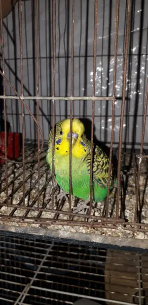 Fully Running Budgie