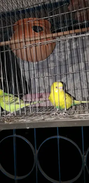 Fully Running Budgie