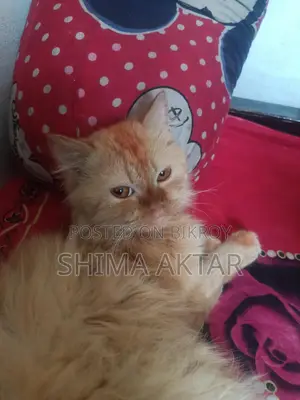 একটি পারসেন্ট কেট বিড়াল