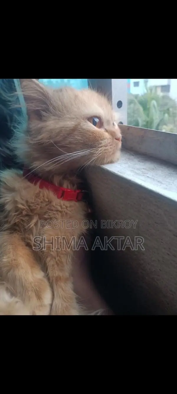 A Persian Cat