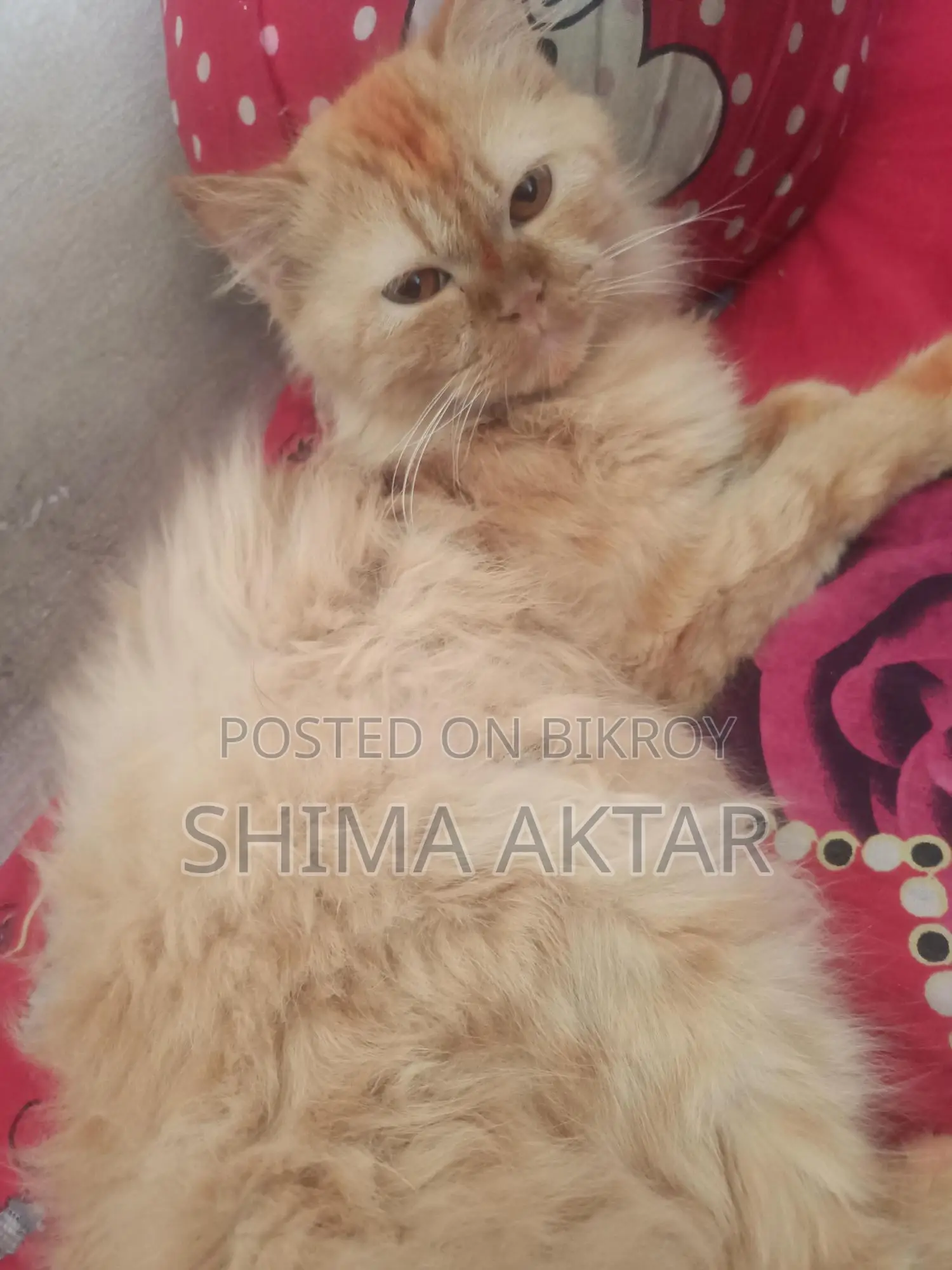 A Persian Cat